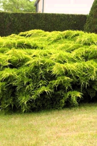 Можжевельник средний Пфитцериана Ауреа в ландшафте